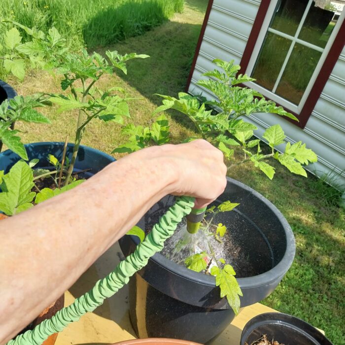 Tomatenplantjes krijgen water